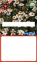 Pack of seed 3
