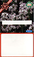 Pack of seed 2